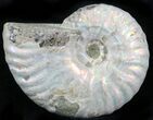 Silver Iridescent Ammonite - Madagascar #29876-1